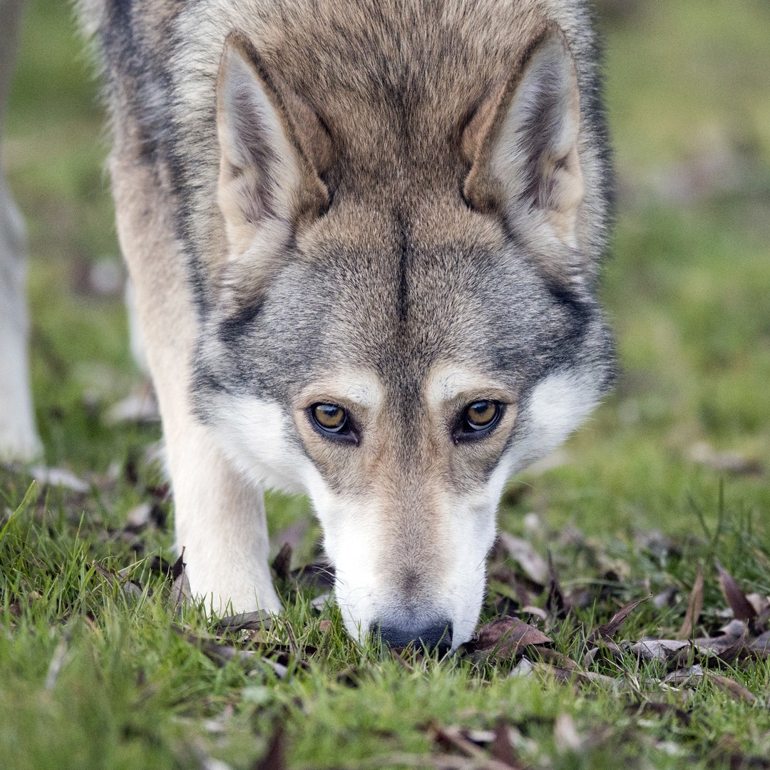 What Do Wolfdogs Want? - The Atlantic