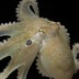A Californian two-spot octopus