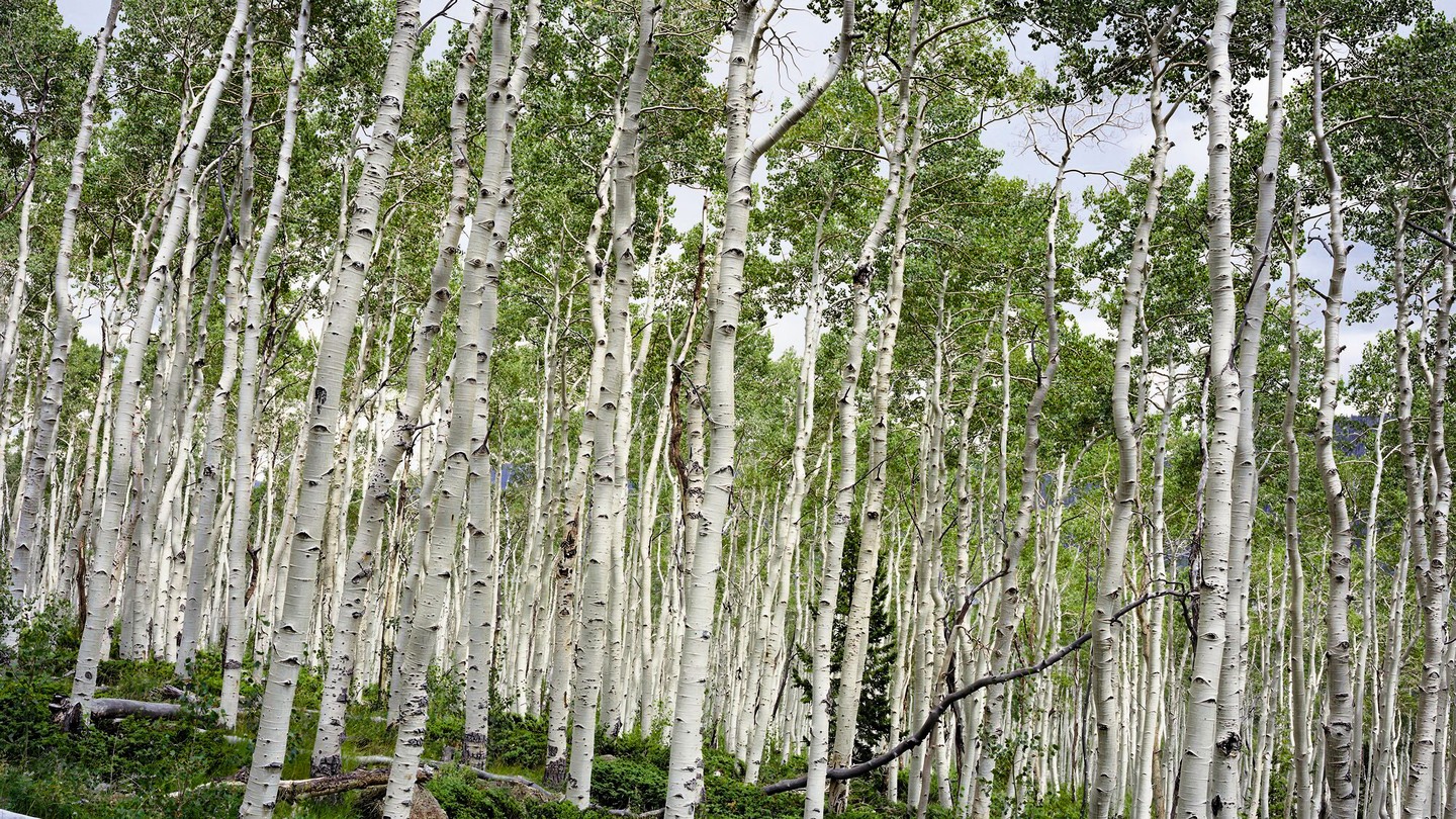 A color photograph of a dense stand of aspen trees with blue sky showing beyond the canopy