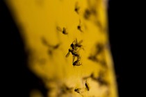 Fungus gnats