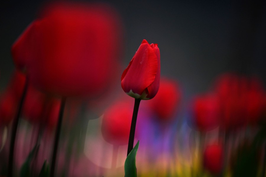 A view of tulips standing in a field