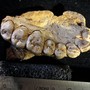 A fossilized human jawbone with teeth