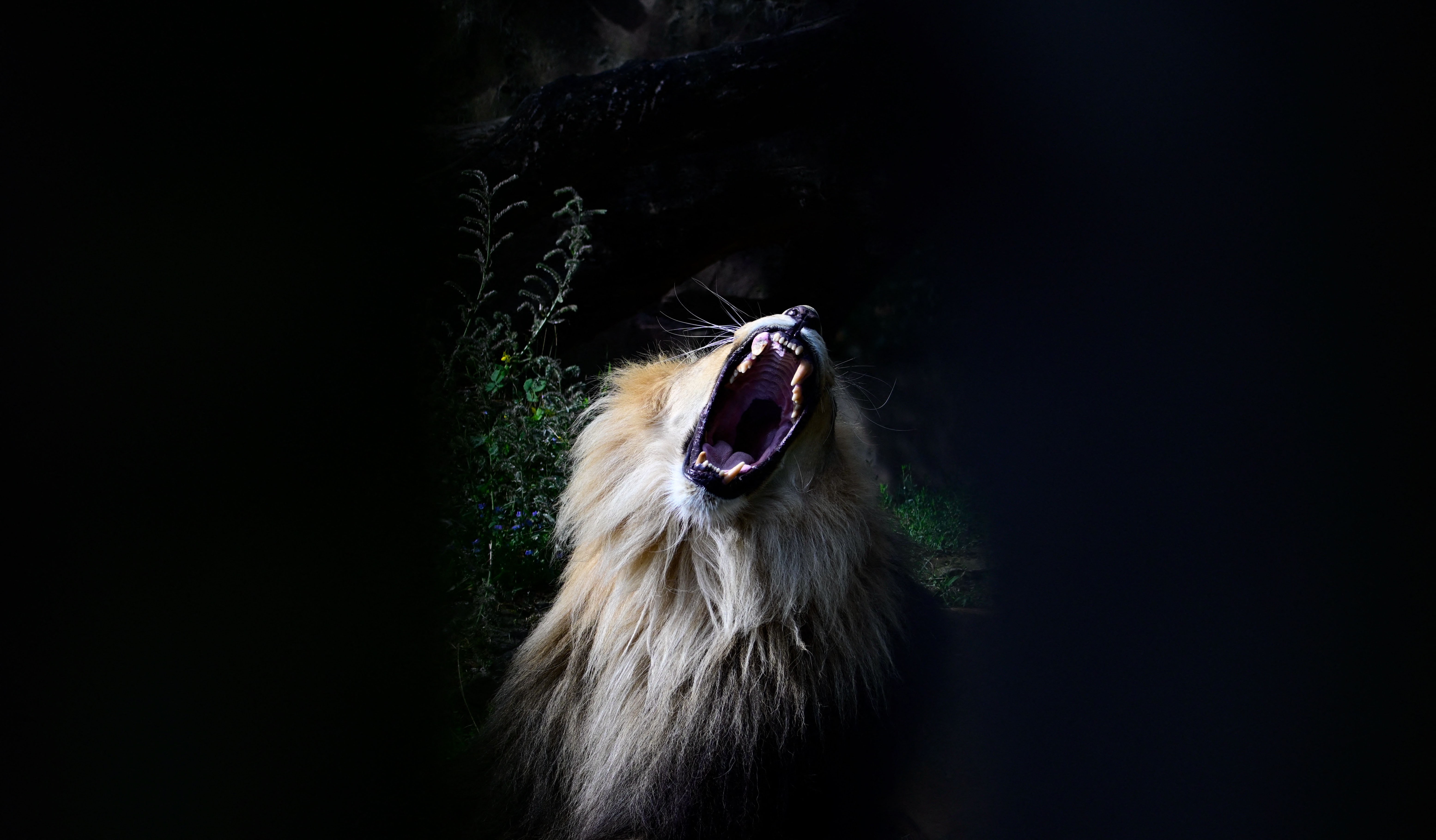 A lion, its mouth open wide, in a zoo enclosure