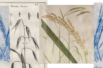 a collage showing vintage illustrations of wheat, rice and oat crops