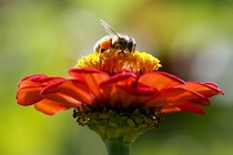 A bee perched on a red flower