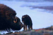 A newborn musk ox and its mother in the Arctic