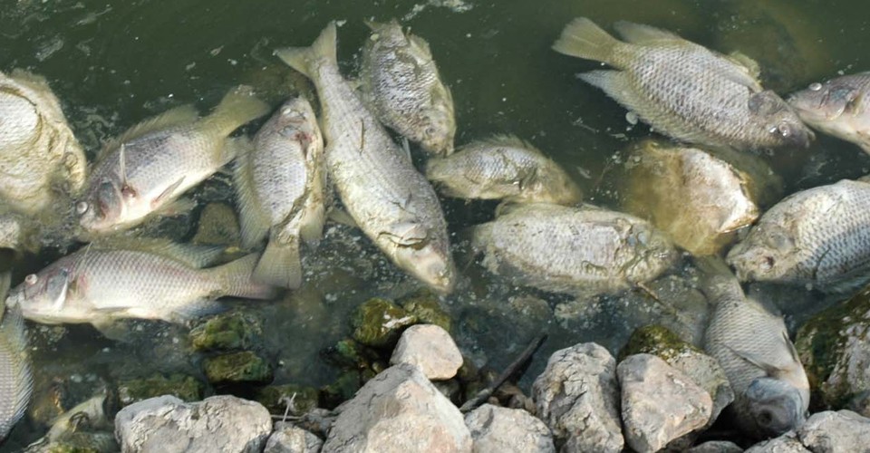 The Scary Thing About A Virus That Kills Farmed Fish The Atlantic