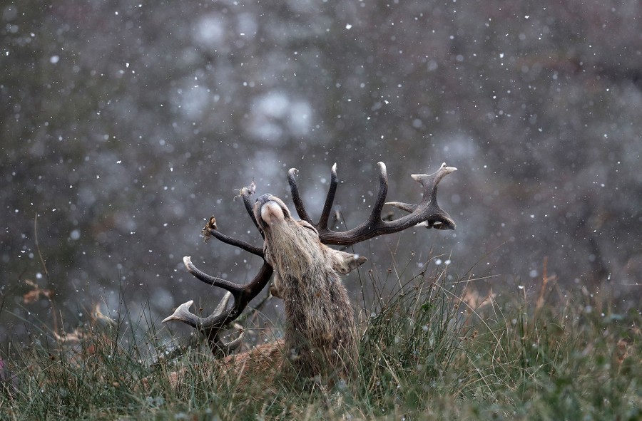 A deer raises its head in tall grass as snow falls.