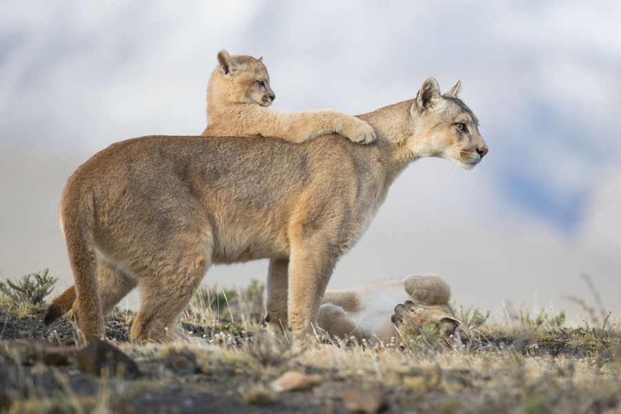 A mother puma stands, watchful, as her two cubs play on and near her.