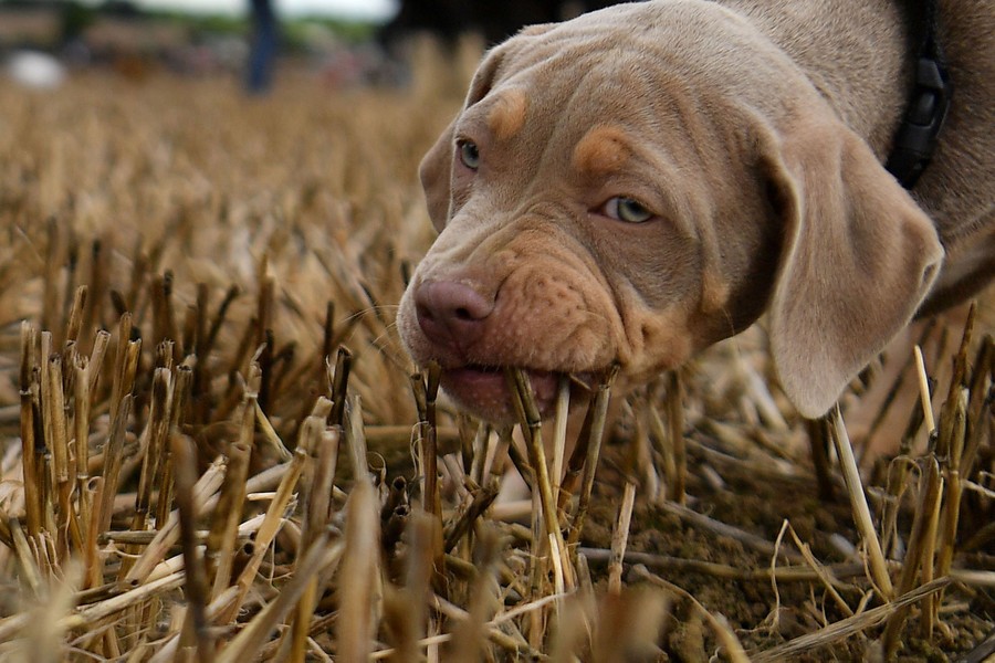 A puppy chews on straw in a field.