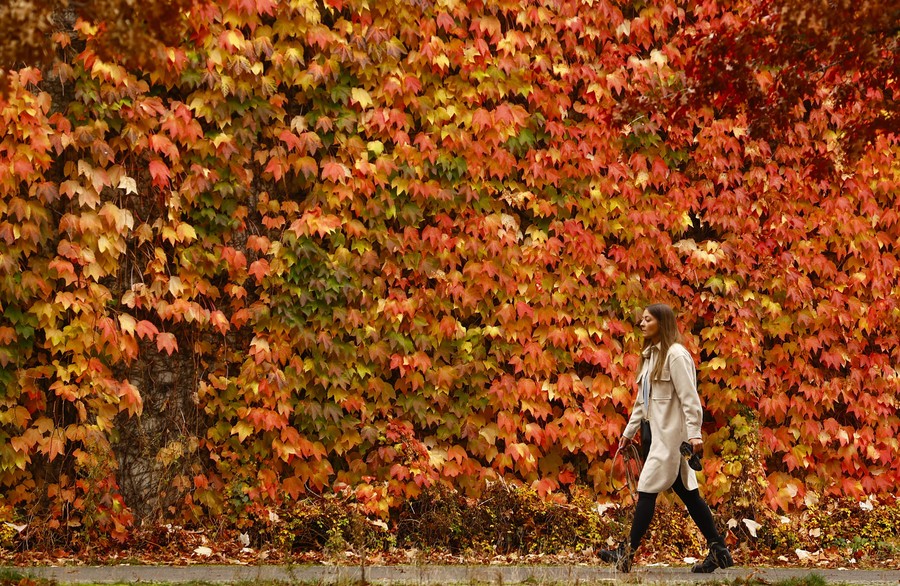 A woman walks past a wall covered in colorful leaves.