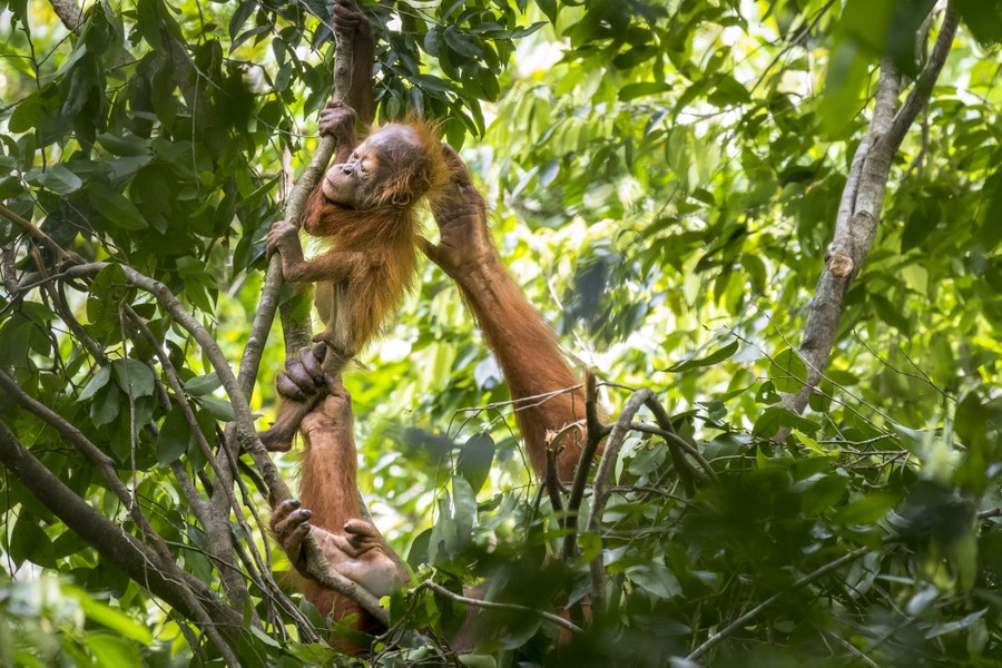 The arms of a mother orangutan can be seen pulling at its small curious baby, high up in a tree.