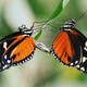 Two butterflies balance on a leaf.