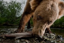 A Kodiak grizzly bear eats a salmon. 