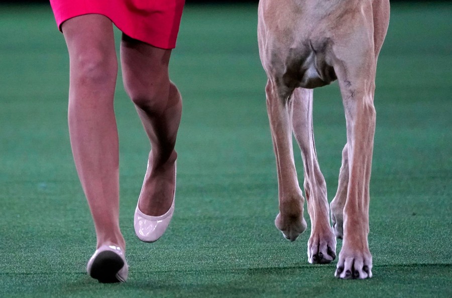 The legs of a Great Dane and its handler are seen running on artificial turf.