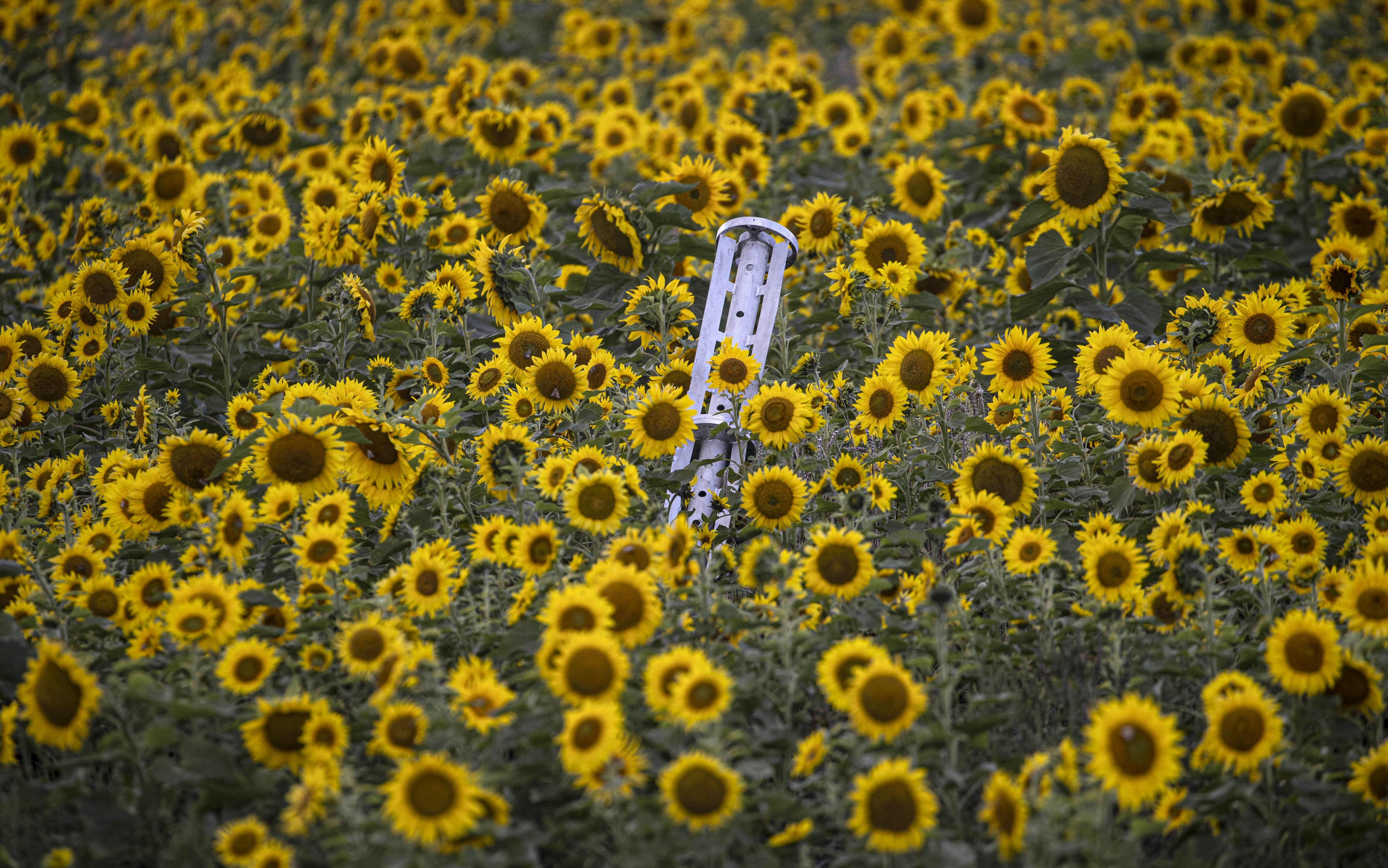 Part of a cluster ammunition rocket sits embedded in a sunflower field.