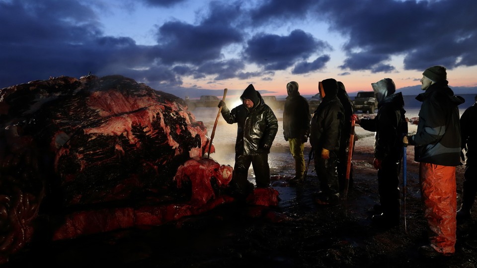 A group of people butcher a bowhead whale on a beach.