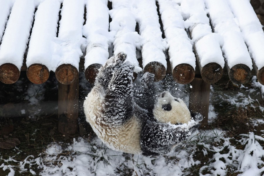A panda tumbles off a snow-covered platform.