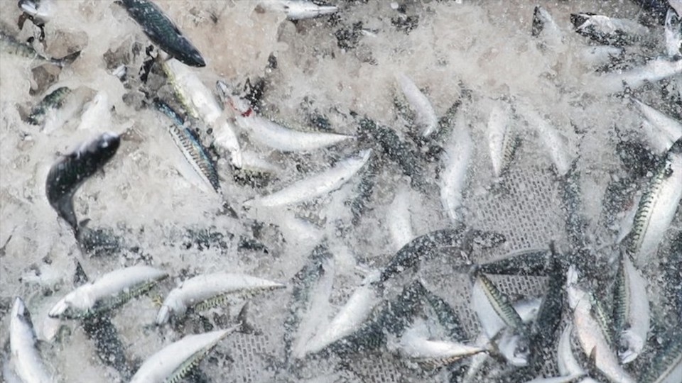 Mackerel Fishing Is Stirring Chaos in the North Atlantic ...