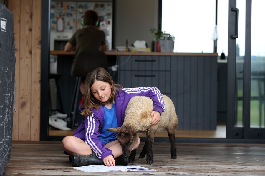 A young student sits on a floor, one arm around a lamb, another used to hold a book she is reading.