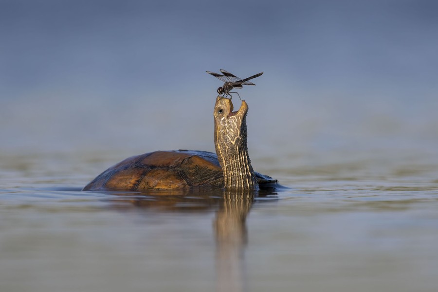 A swimming turtle stretches its head up as a dragonfly lands on its nose.