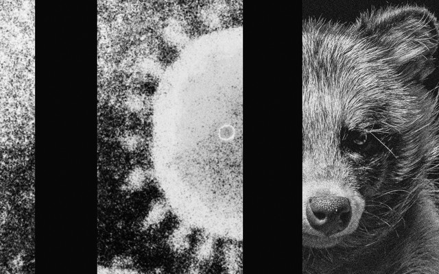 a three-part image with a coronavirus particle and a raccoon dog on the right