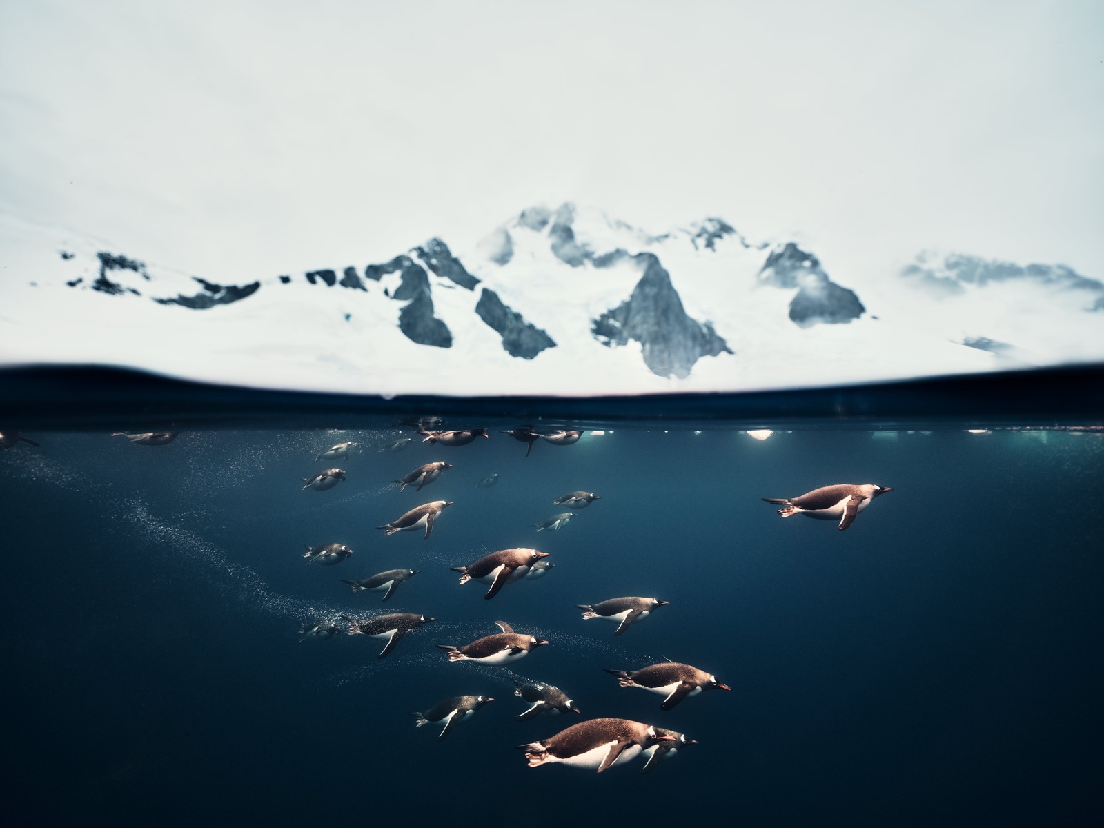 An over/under photo of a group of penguins swimming underwater, with snow-capped mountains visible above.