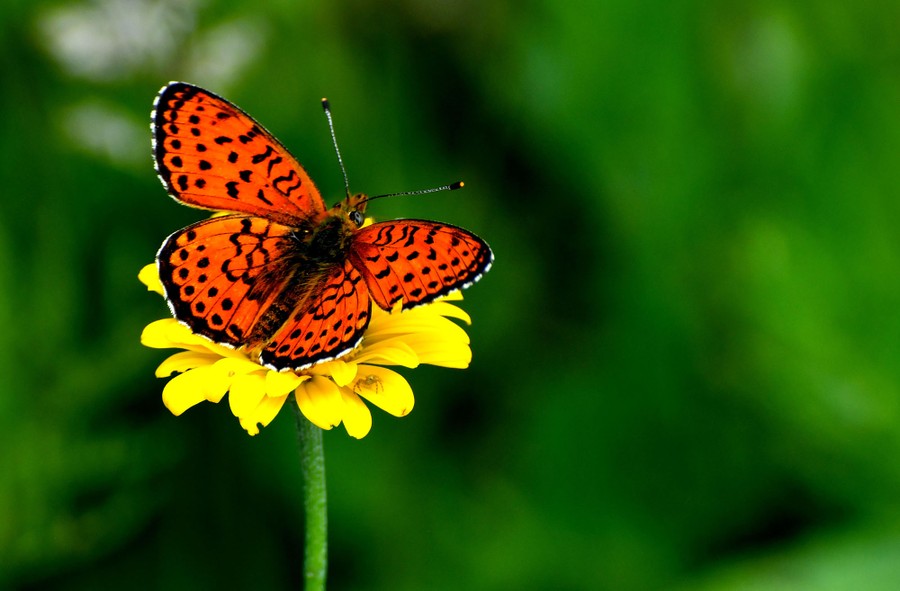 A butterfly rests on a flower.