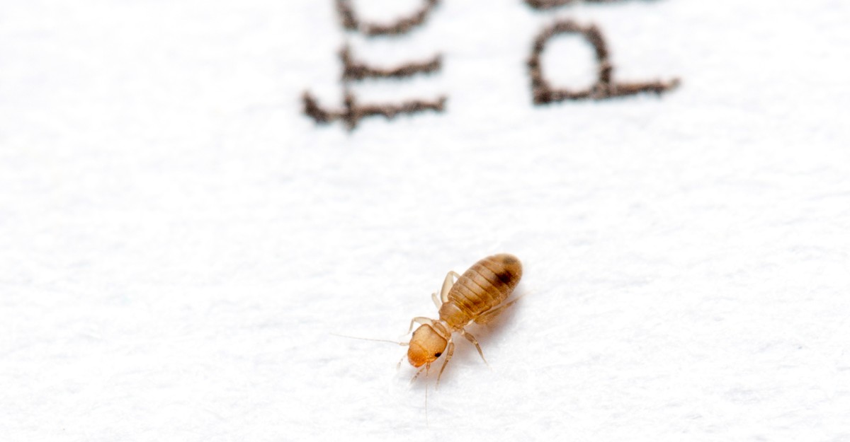 In North Carolina, Homes in Wealthier Neighborhoods Have More Bugs ...