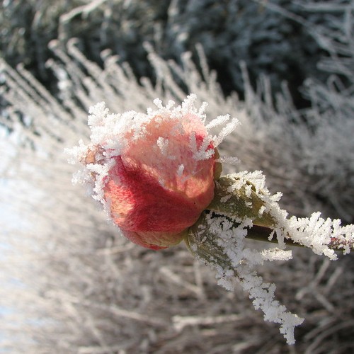 Lo How A Rose E Er Blooming Is A Musician S Christmas Carol