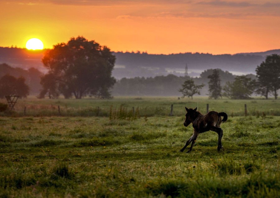 A young horse runs through a meadow.