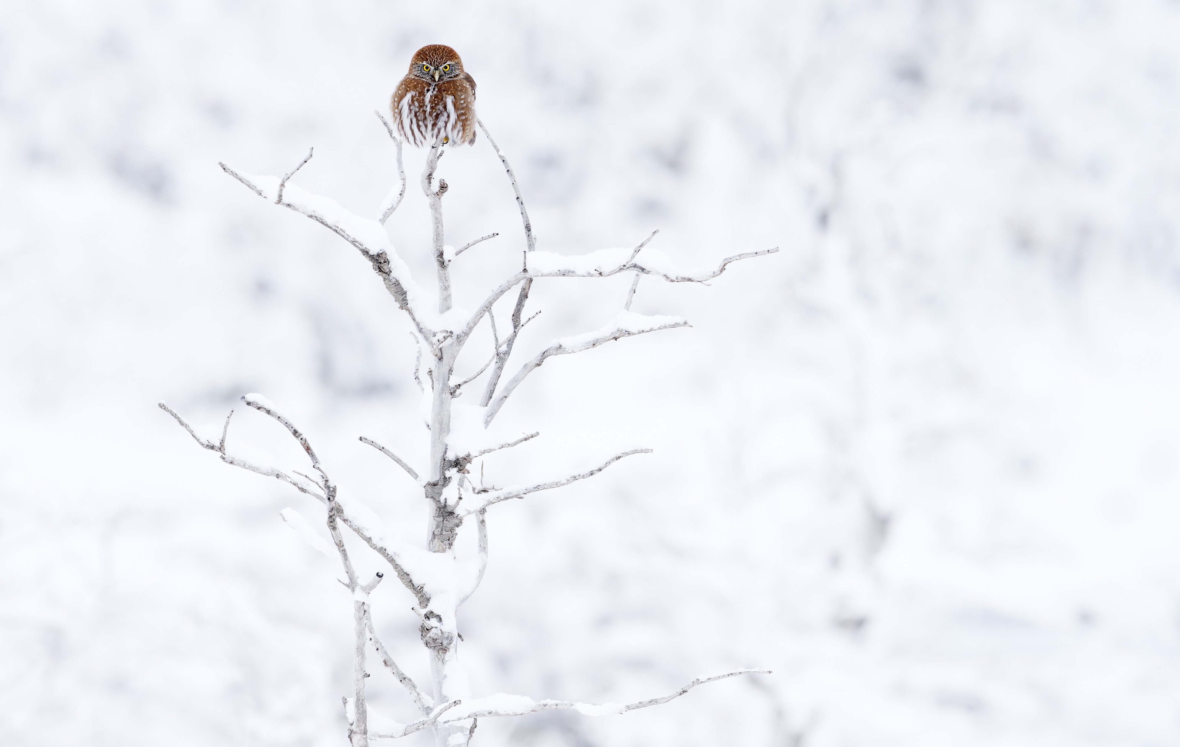 A small owl perches on a bare tree in a wintry landscape.