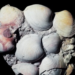 Ocean quahog fossils