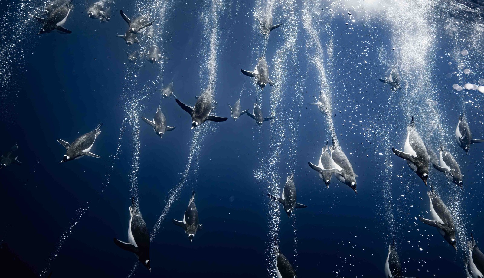 Dozens of penguins 'fly' through the water, seen swimming and leaving trails of bubbles.