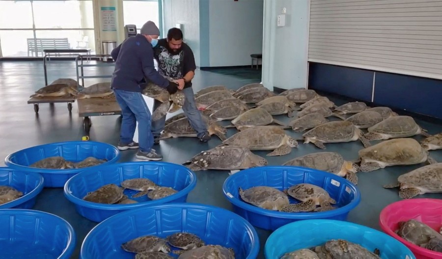 Two people carry a large turtle inside a building, placing on the floor near dozens of other turtles.