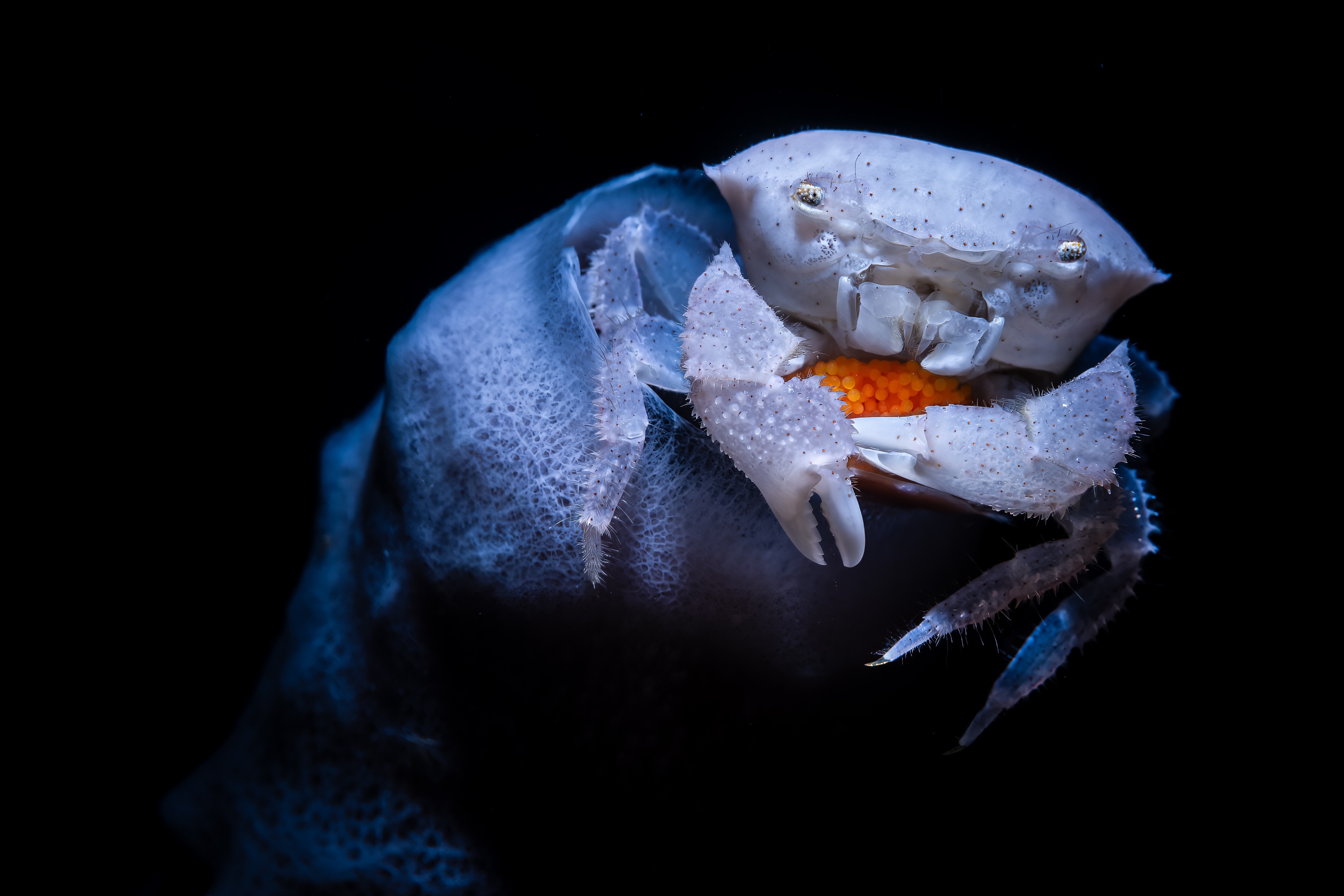 A small crab protects its clutch of eggs.