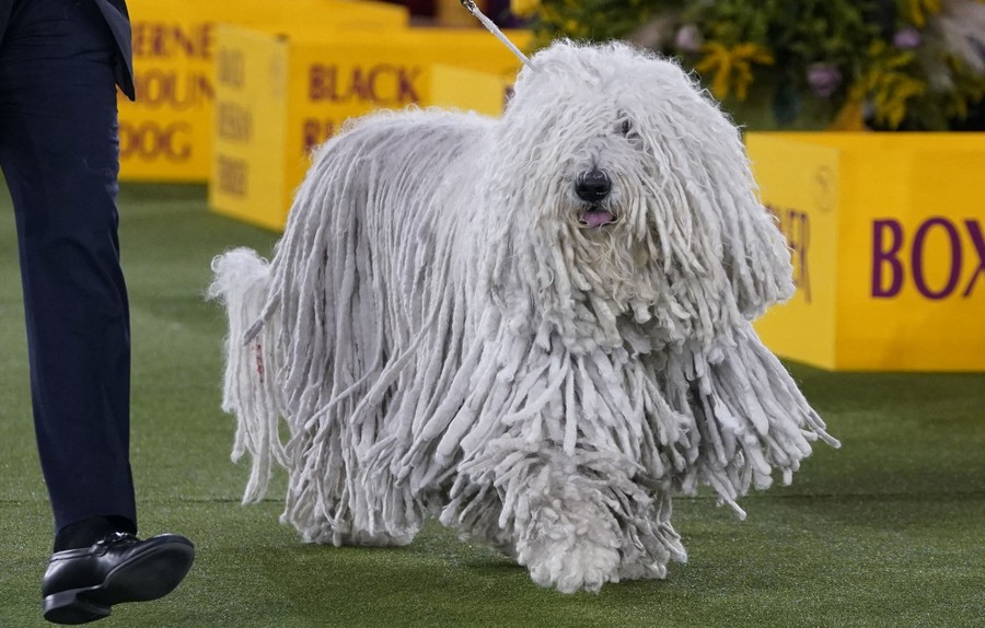 A dog with a long shaggy coat is walked by a handler.