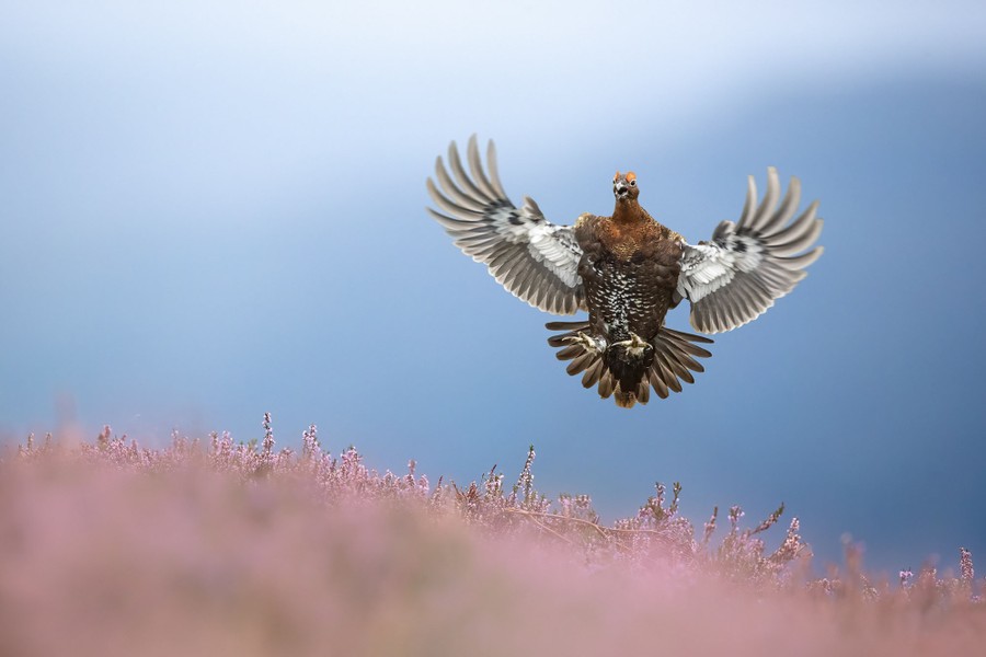 A grouse comes in to land in a field, its wing outstretched.