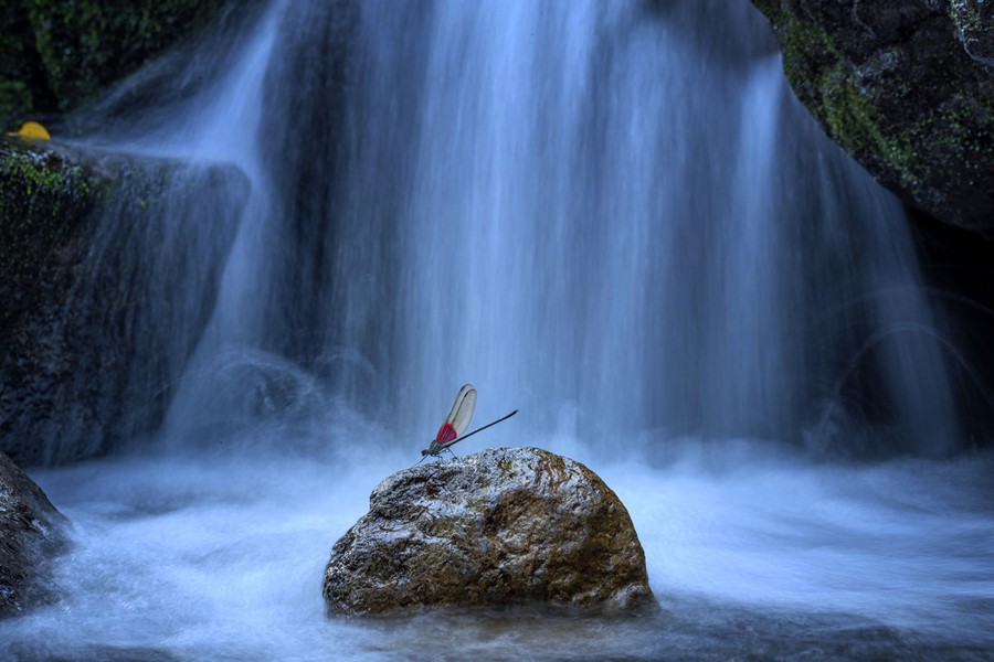 A damselfly rests on a rock below a waterfall.
