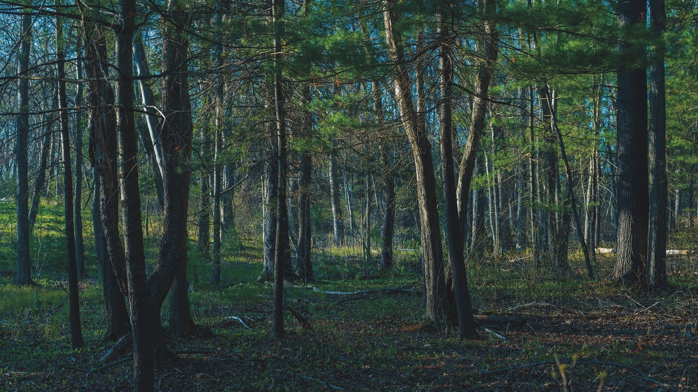 Color photo of forest trees with green grass and pine needles on the ground, and blue sky in the background.