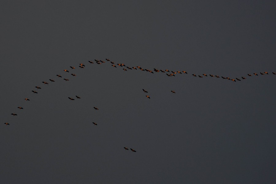 A group of cranes cross the sky, in a loose formation.