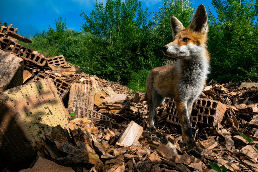 A fox walks among broken bricks.