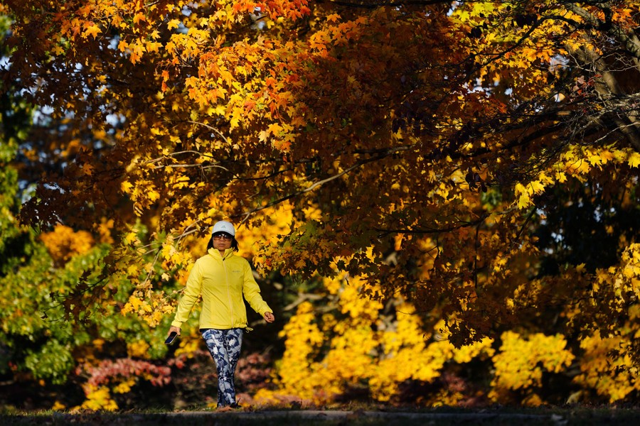 A person walks in a park among colorful leaves.
