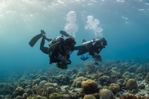 Two scuba divers swim along a coral reef.