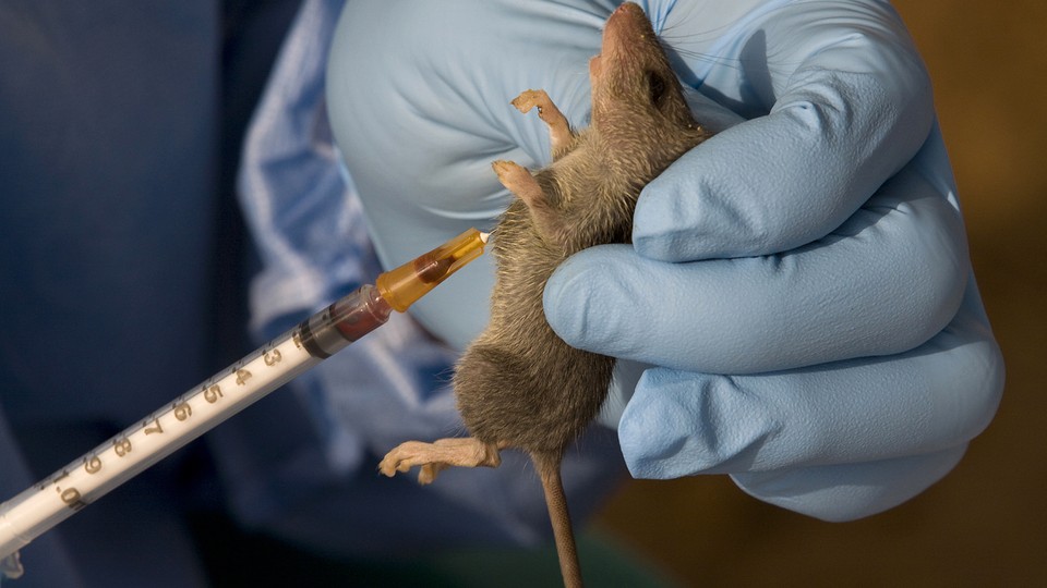 A scientist draws blood from a multimammate mouse using a syringe.