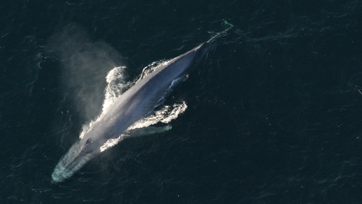 Why Did The Biggest Whales Get So Big The Atlantic