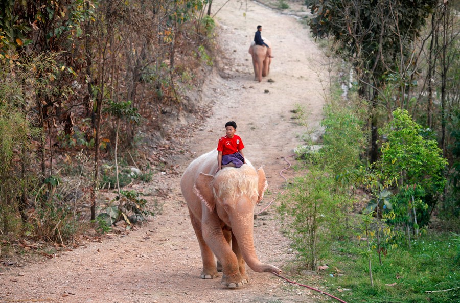 Myanmar junta claims white elephant as good omen, legitimacy for its rule -  World News