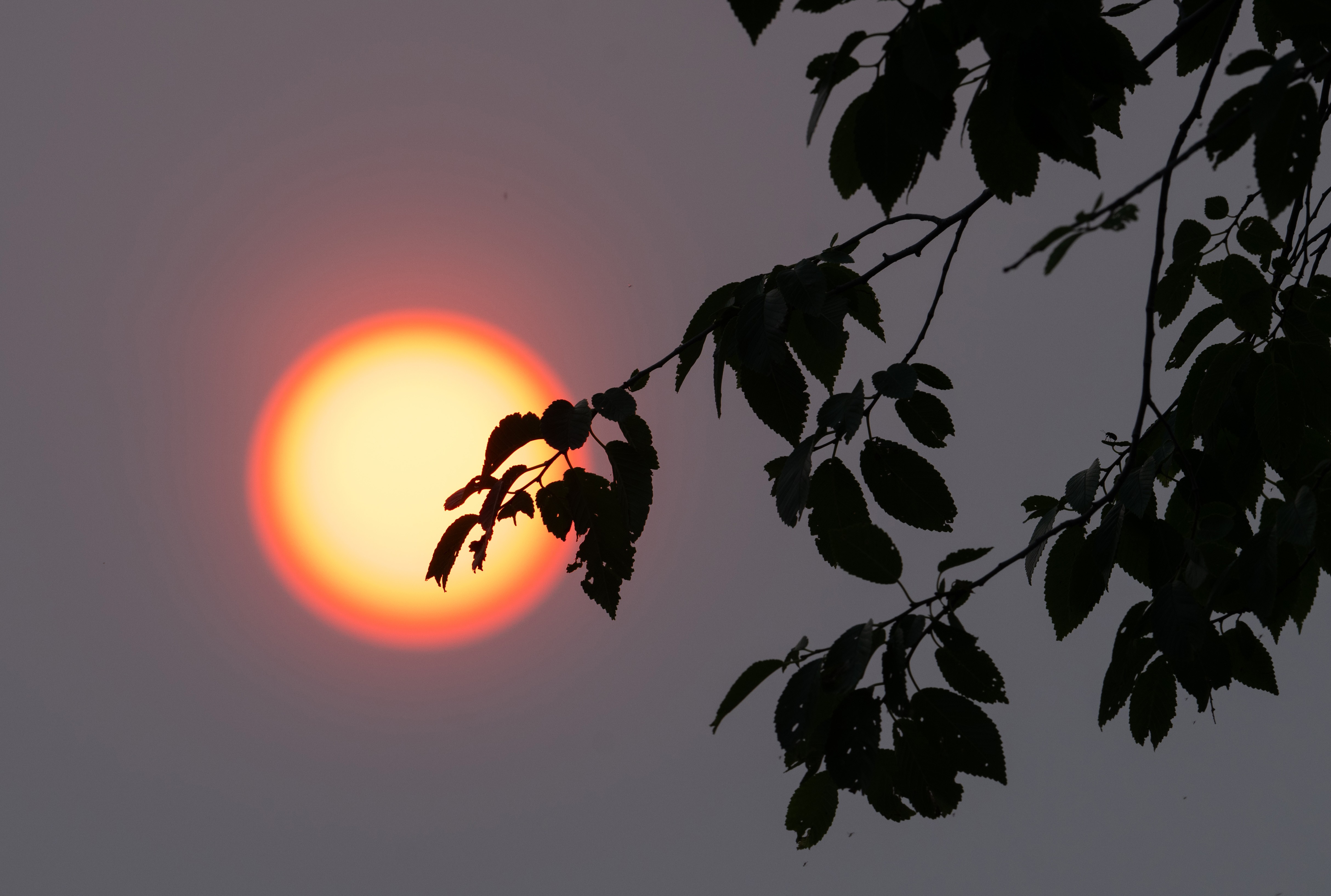 A very orange-colored sun, setting in a smoky sky