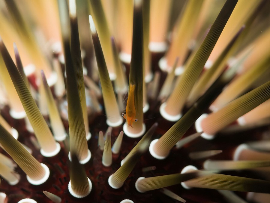 A small shrimp sits among the spines of a sea urchin.