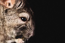 close up of a furry chinchilla and one of its tiny paws